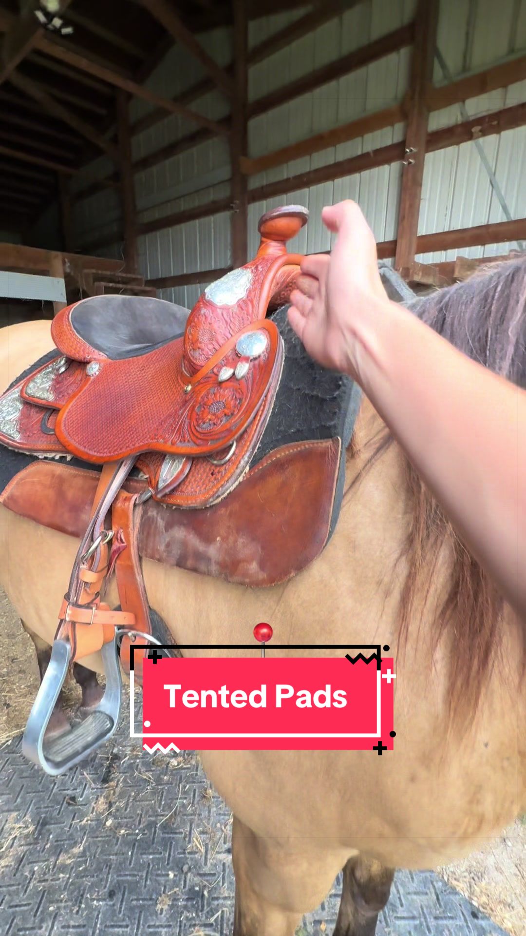 @yourhorseandponyleader