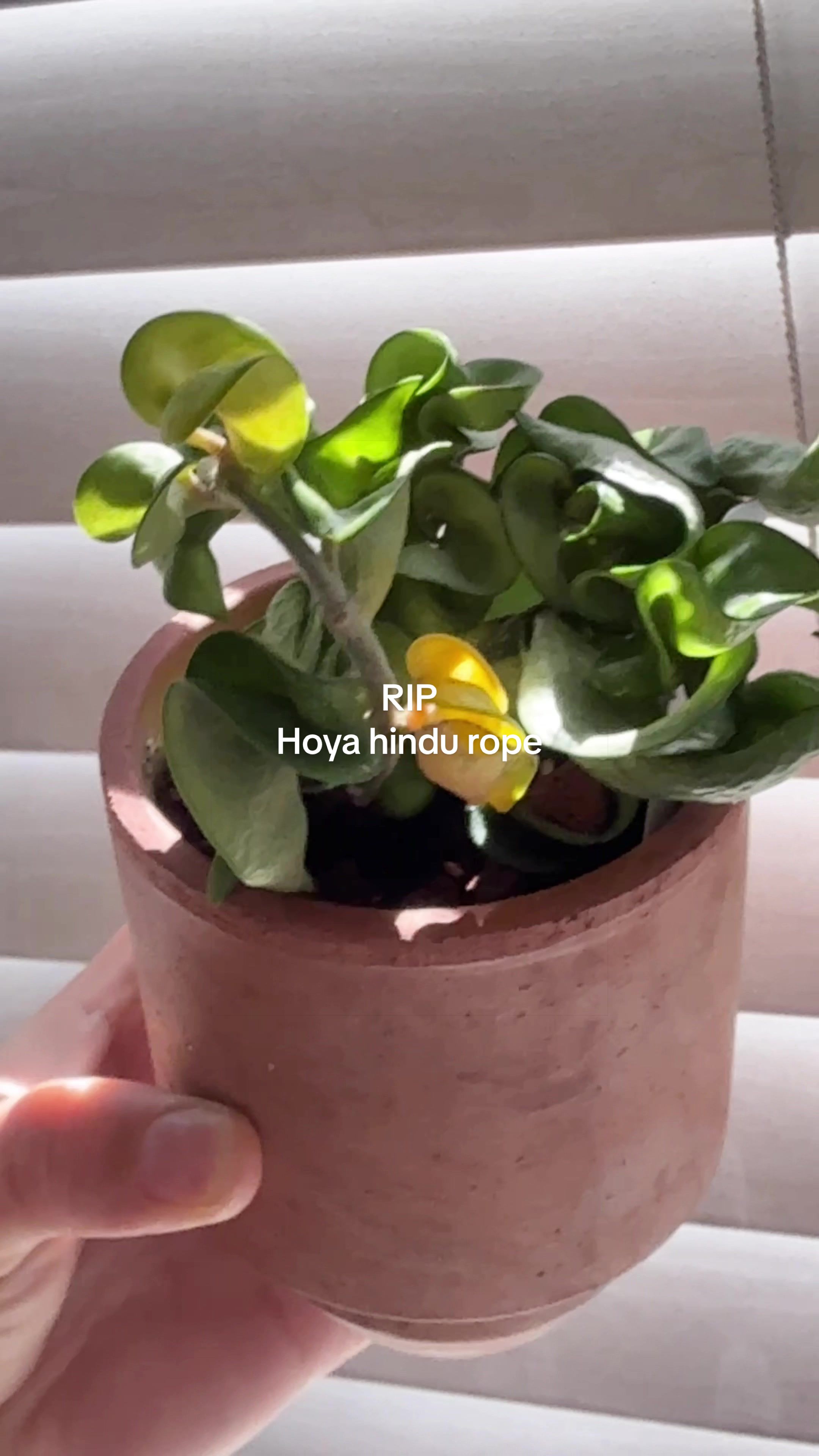 @Erin | Plants + Lifestyle