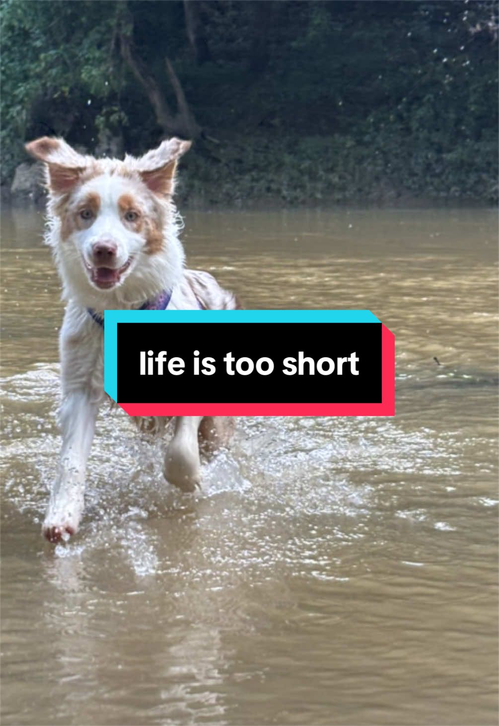 @Beck | Kentucky Dog Trainer