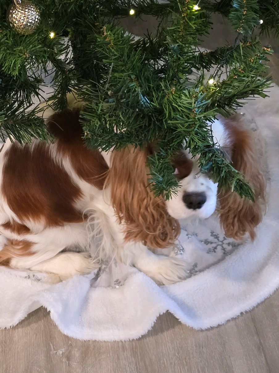 @Rocky Cavalier King Charles