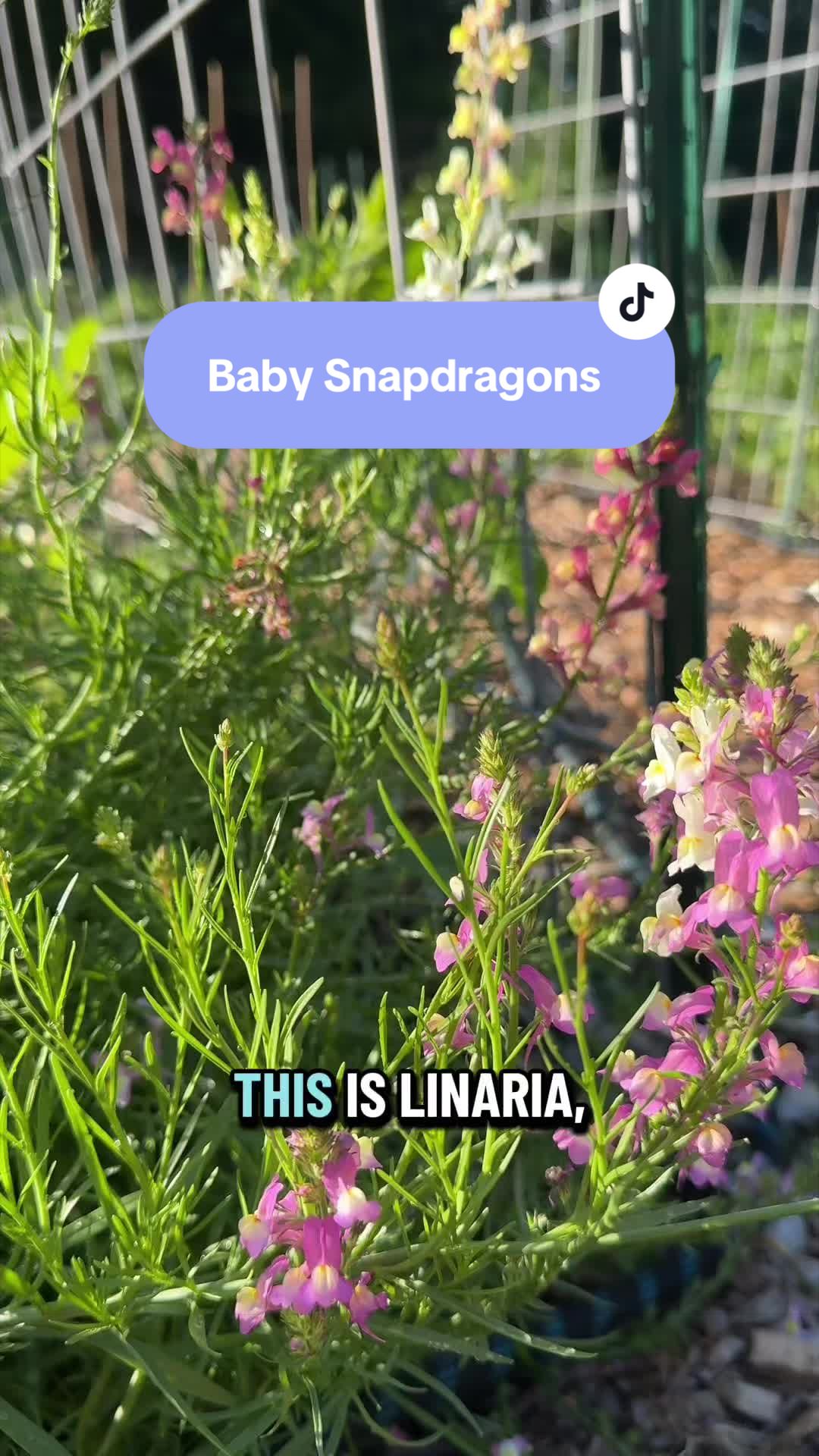 @Manica | zone 6a gardener