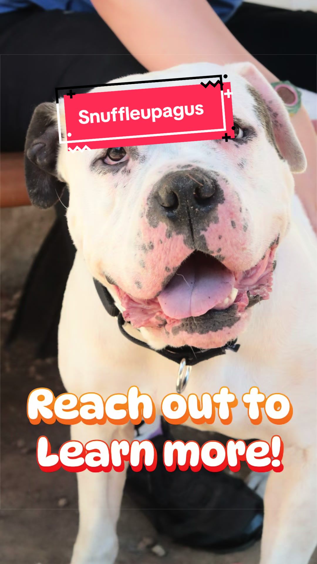 @PAWS