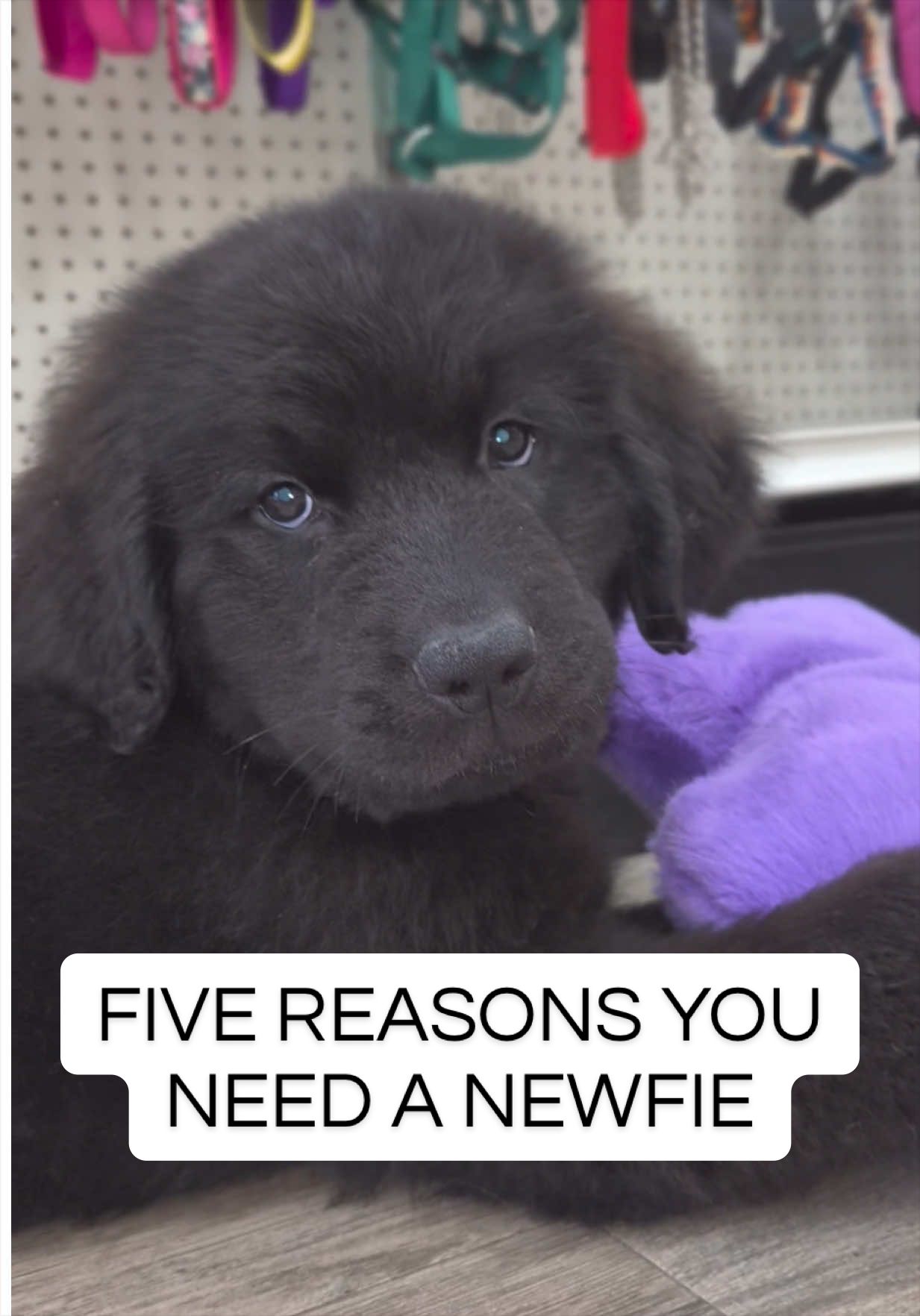 @Petland Oklahoma City