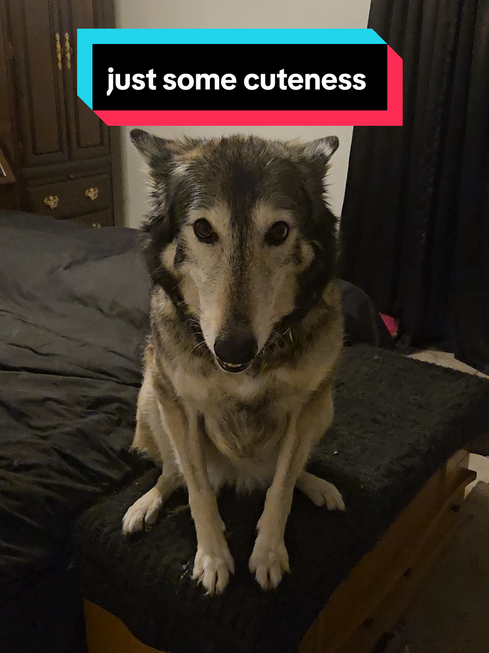 @DWWolfpack