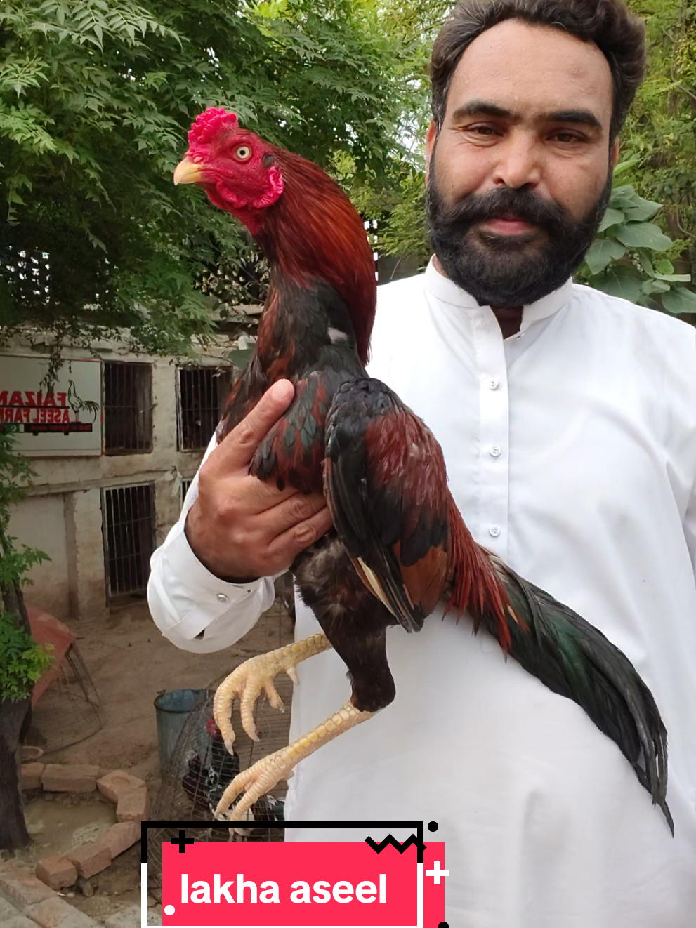 @faizan aseel farm 786