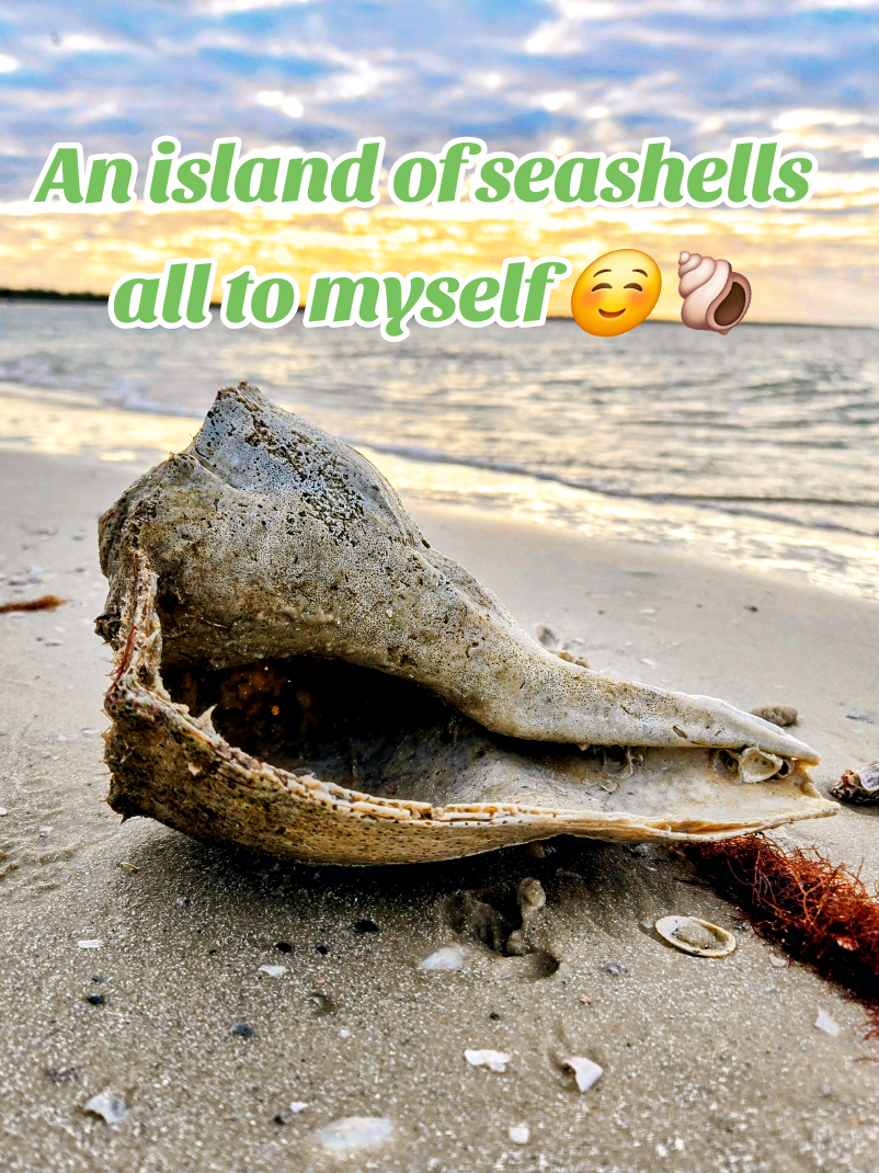 @The Seashell Mermaid 🐚