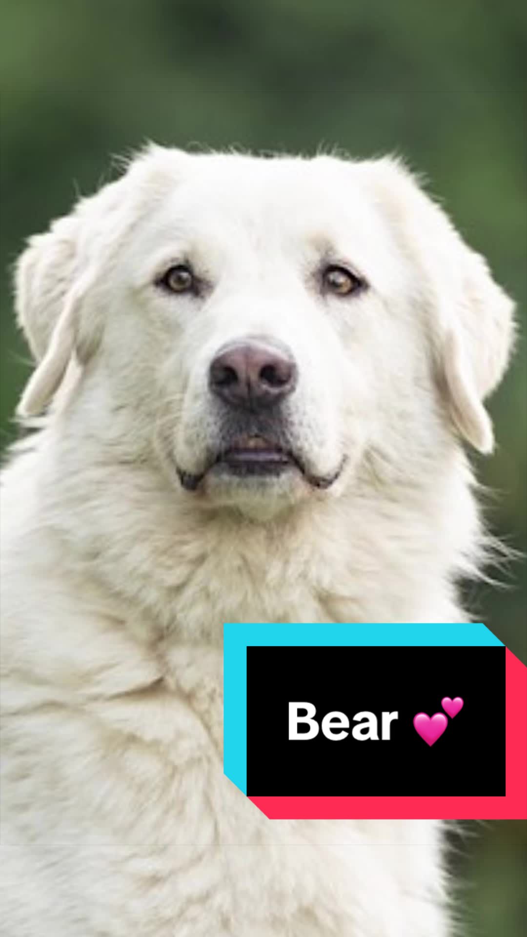 @Joyful Pets