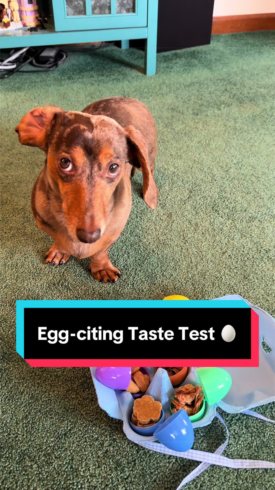 @NormanTheWienerDog