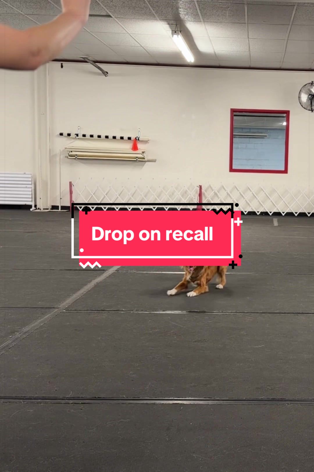 @Laura Waudby - Dog Sports