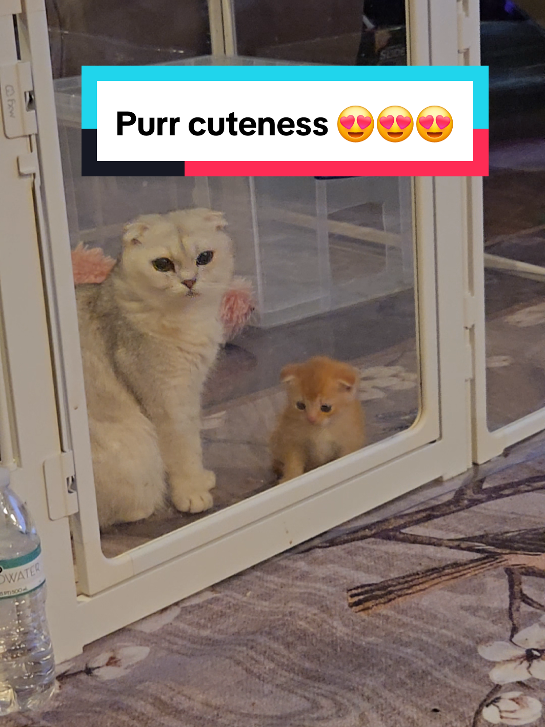 @Brittany's Beauties Kittens