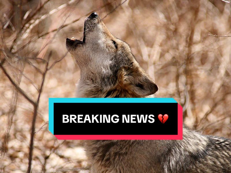 @ApexWolves
