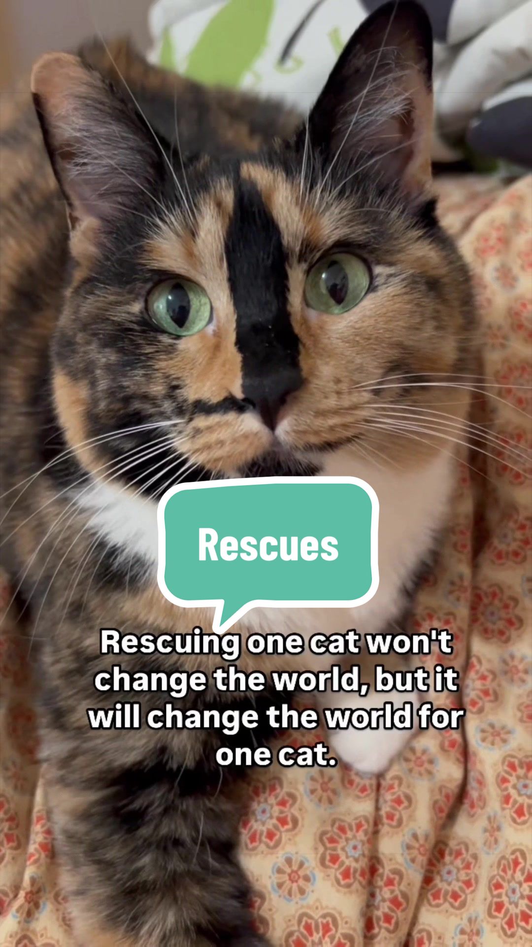 @SnickersTheSmilingCat