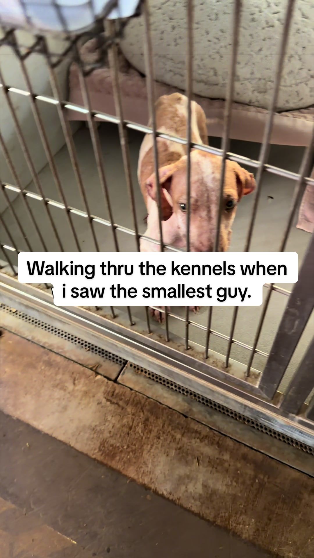 @Cassondra | Maui Shelter Dogs