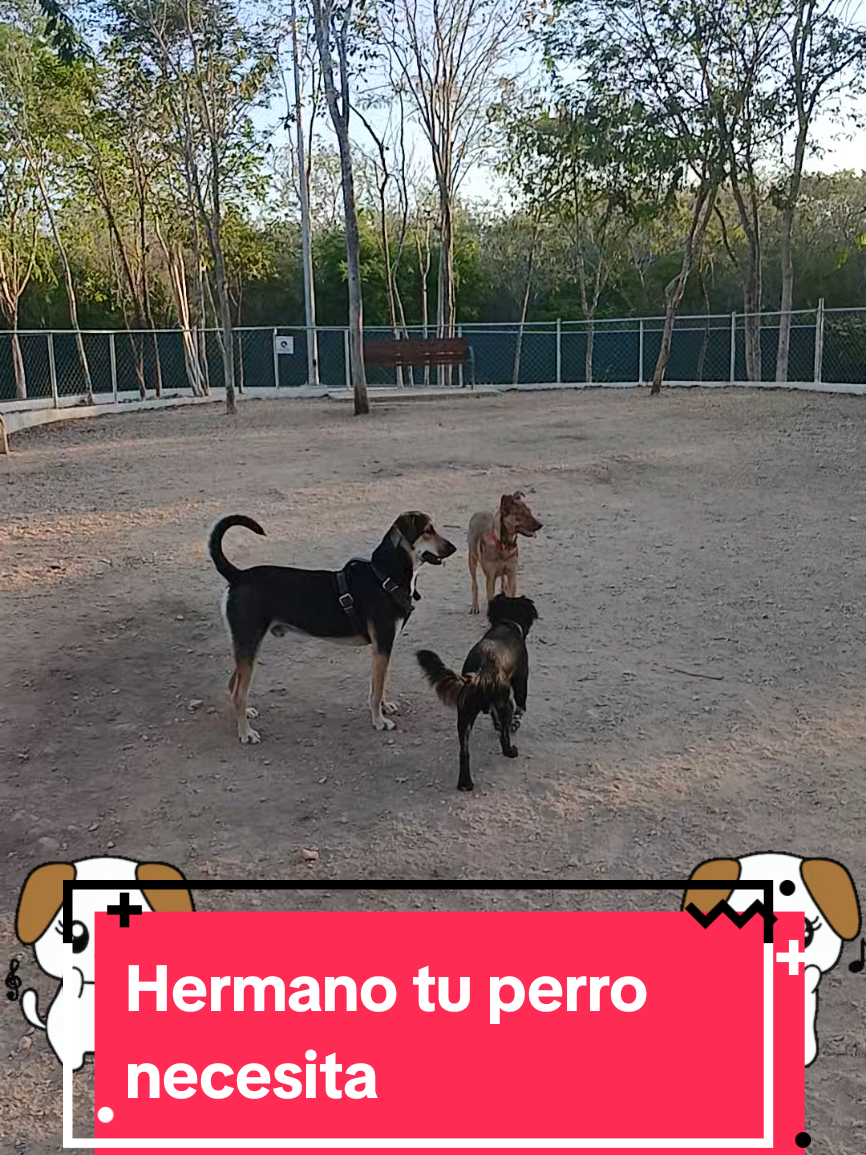 @vvdiasdplaya