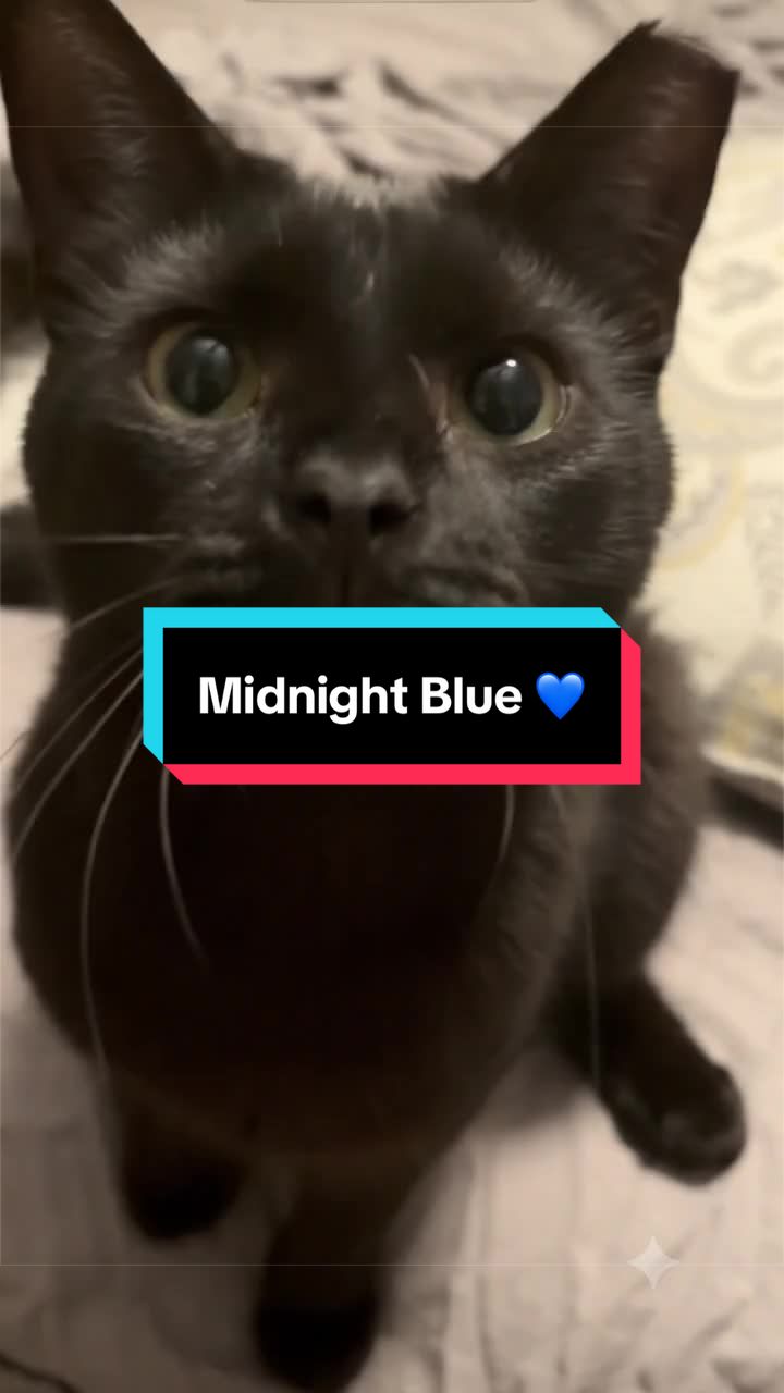 @catlover313official
