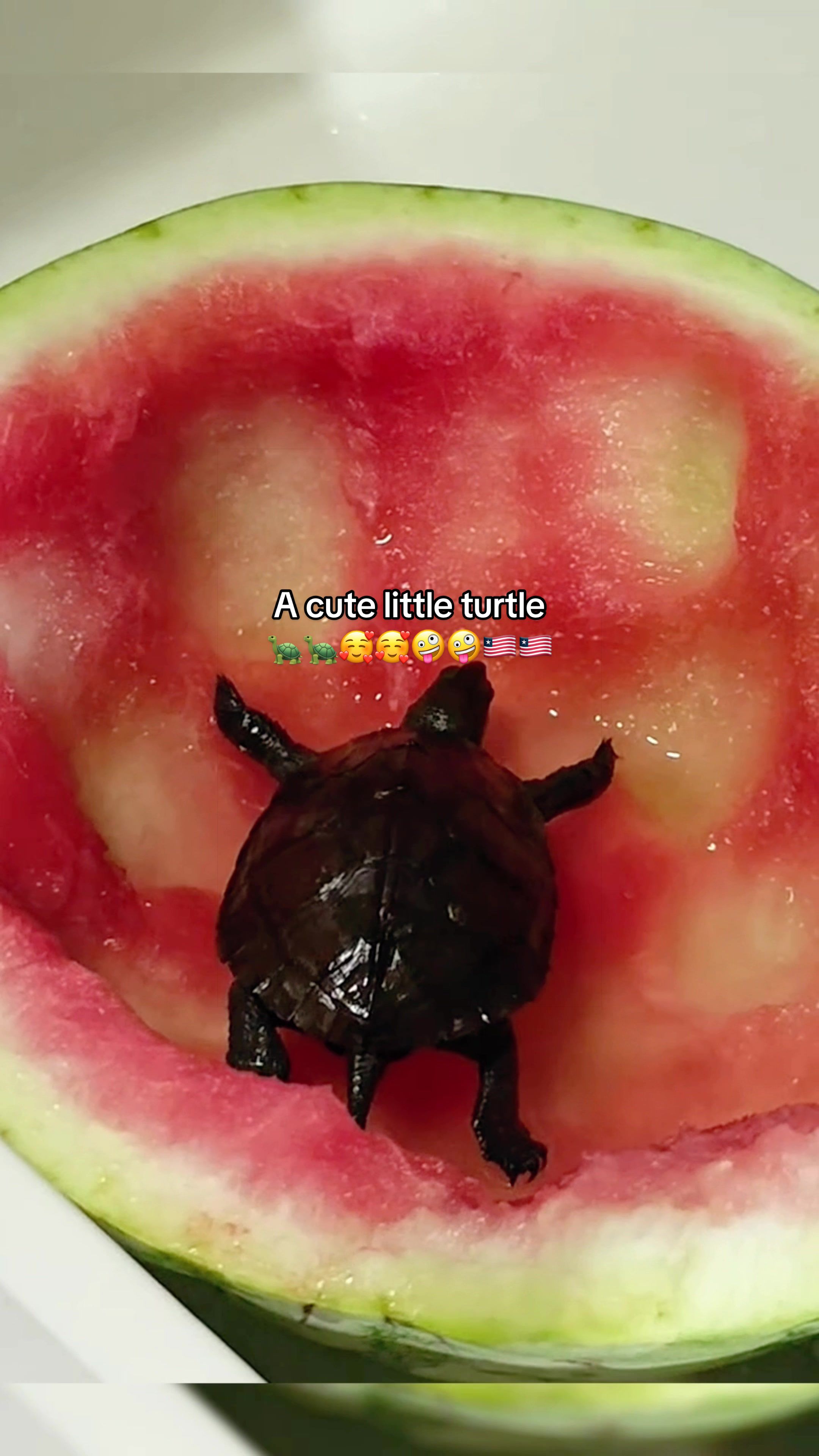 @Mr. Turtle