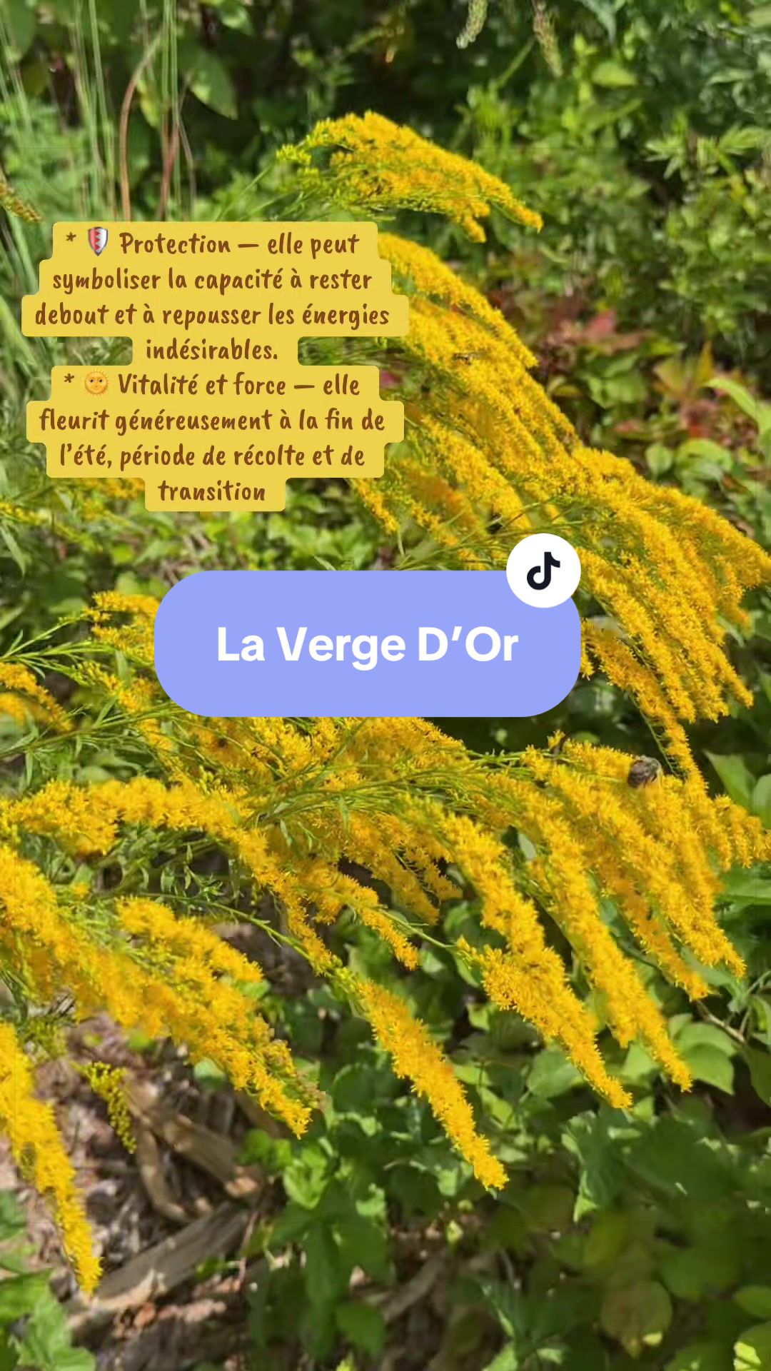 @💫🧿🦋Solange🦋🧿💫