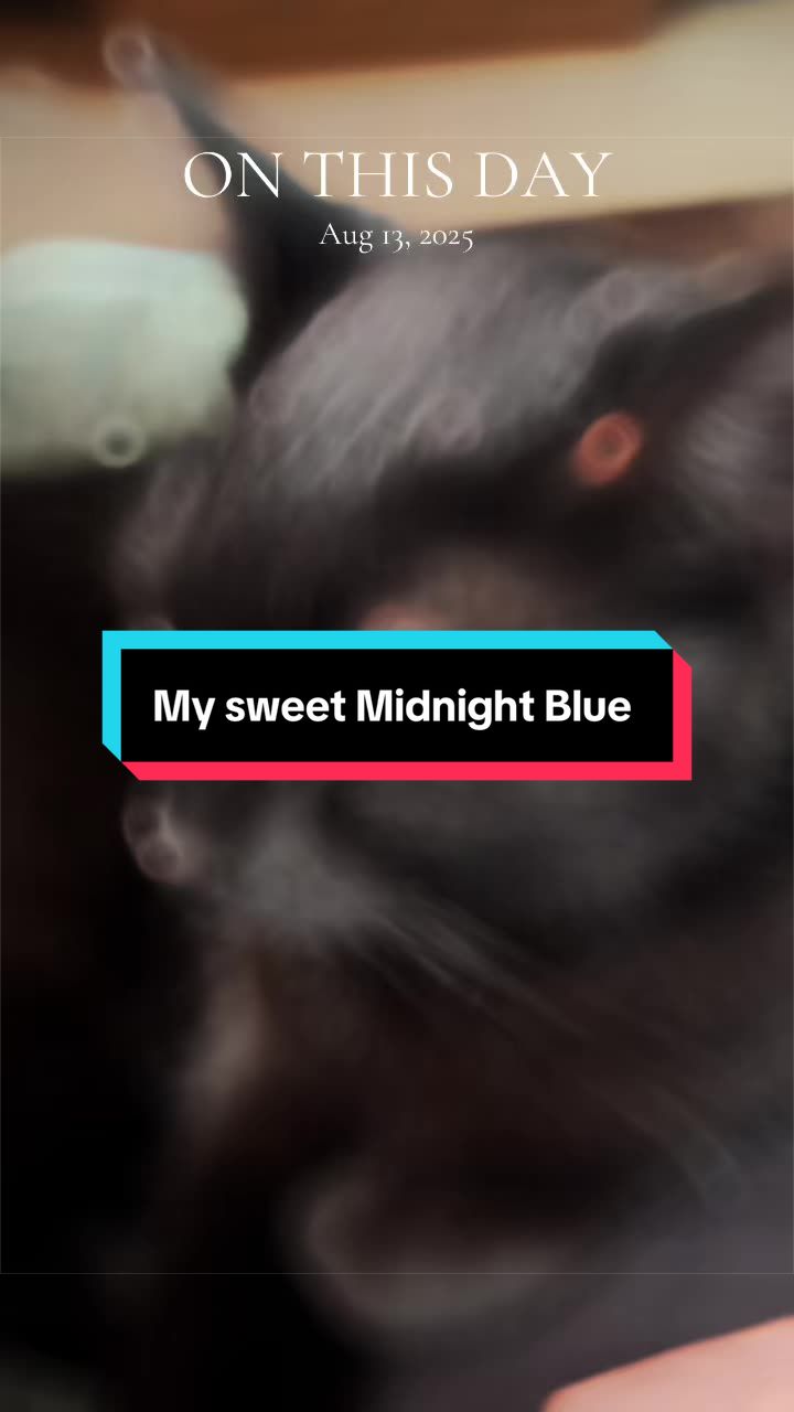 @catlover313official