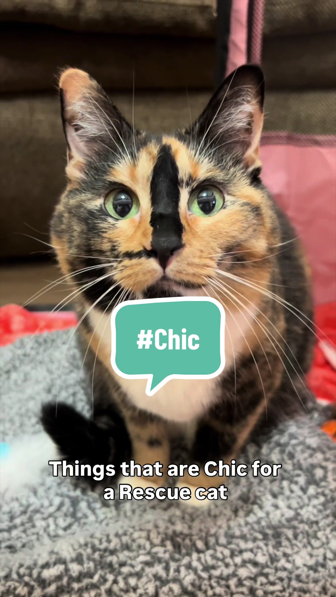 @SnickersTheSmilingCat