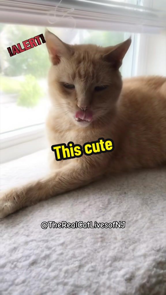 @🐾Therealcatlivesofnj 🐾