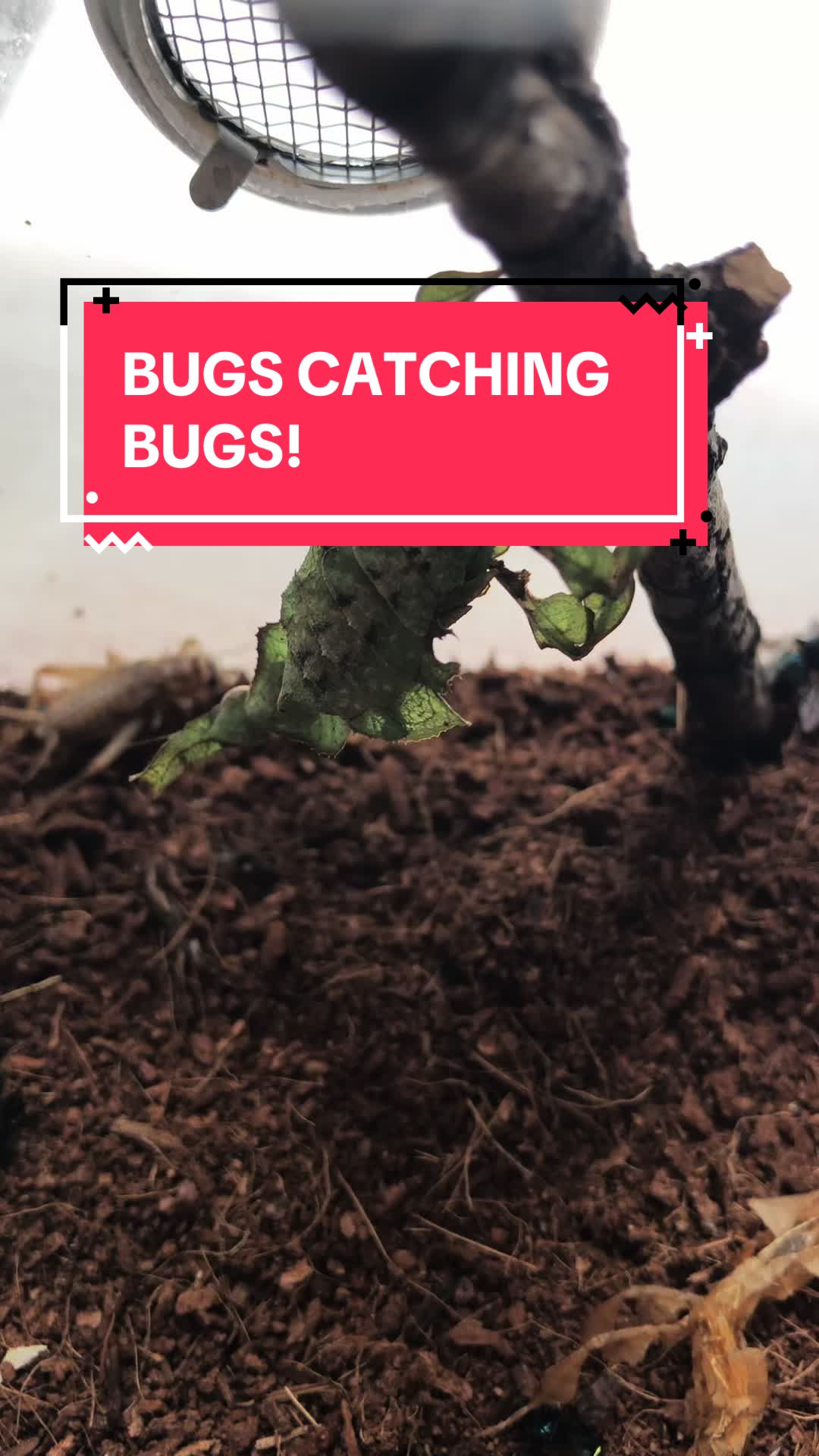 @DoctorBugz