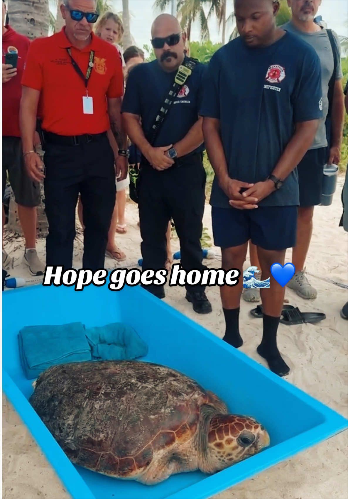 @The Turtle Hospital