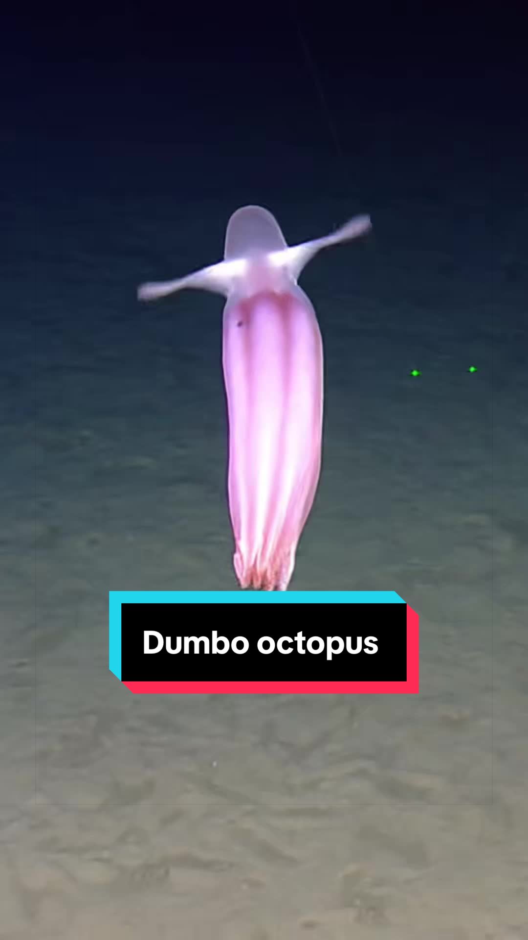 @Ocean Exploration Trust