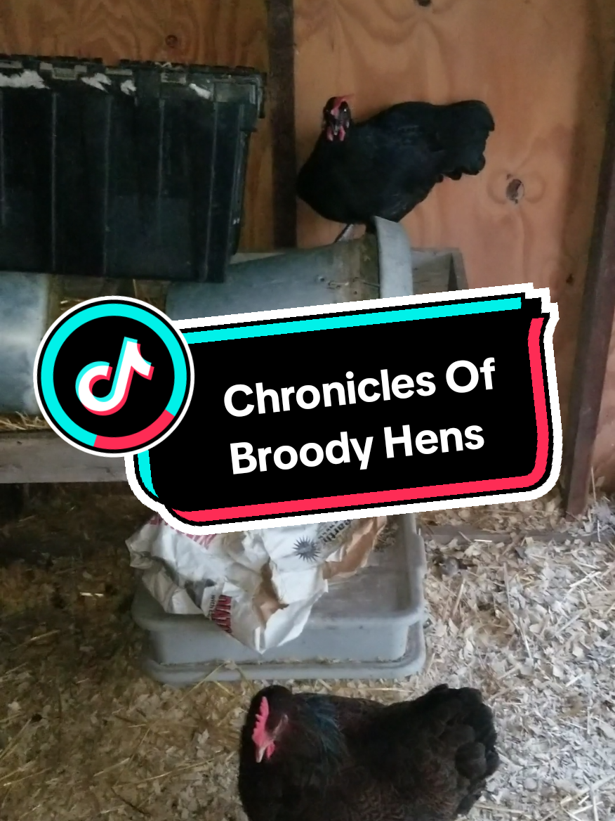 @CityChickenFarm