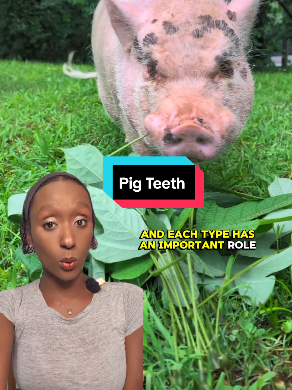 @OnePigHappyFamily