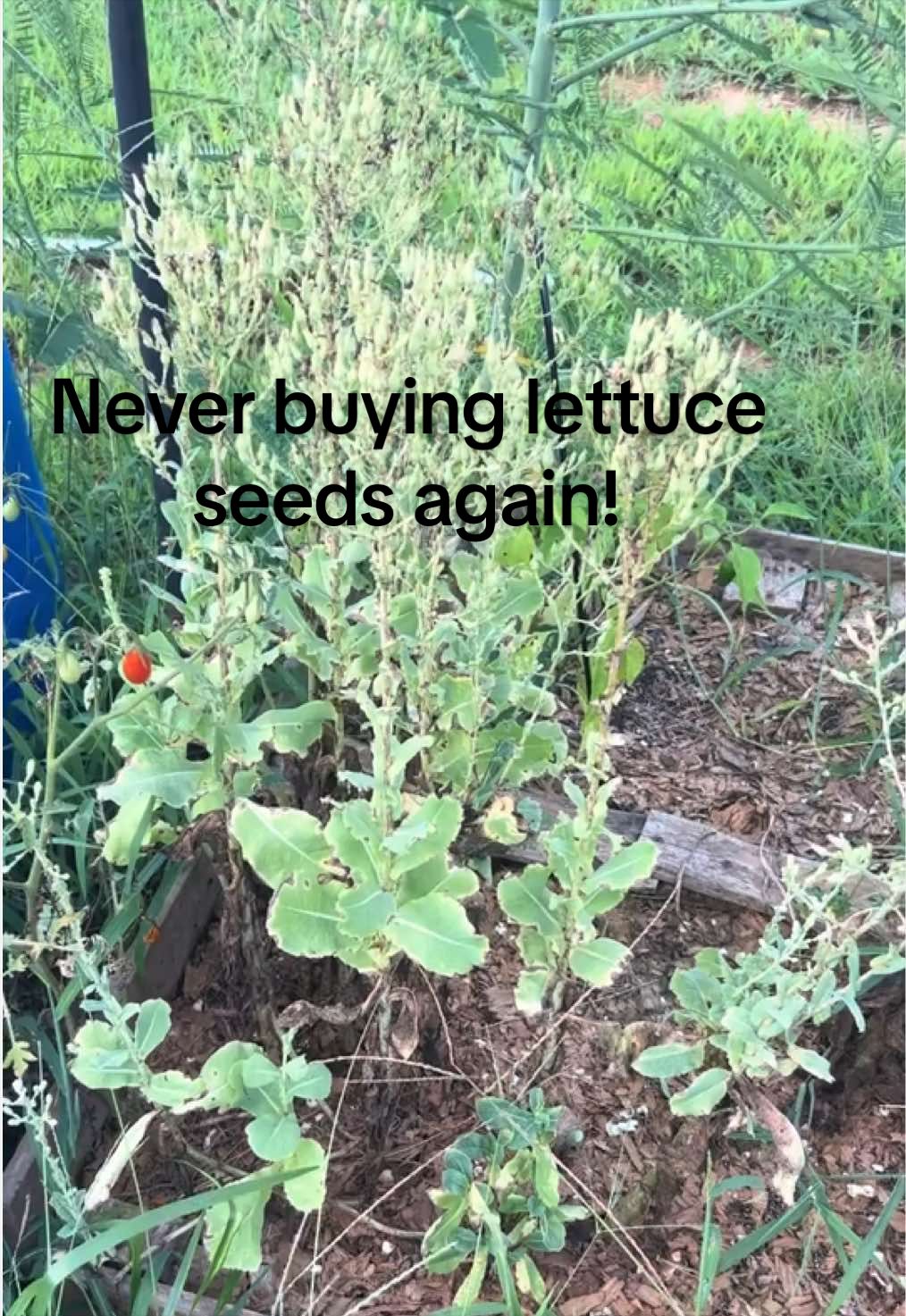 @emmaplantsstuff
