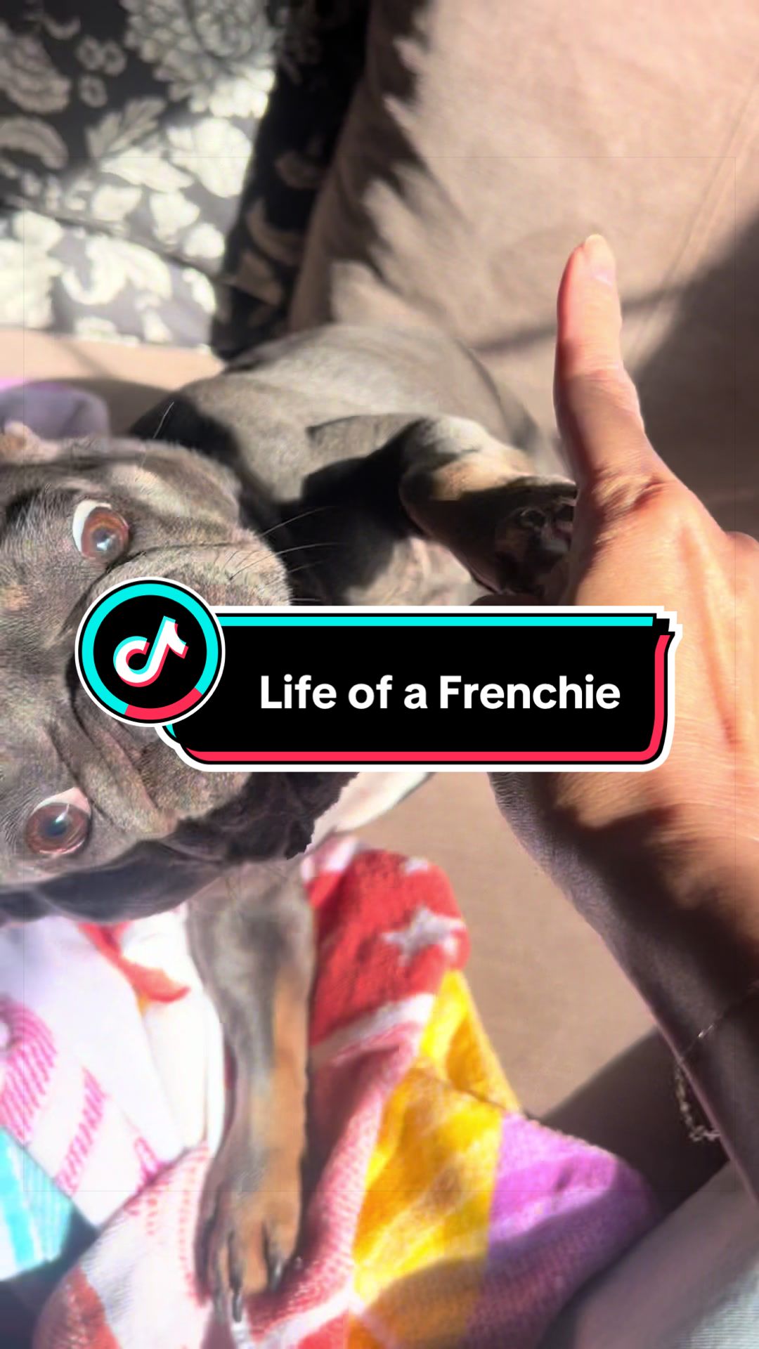 @Maki&ensp;the&ensp;Frenchie