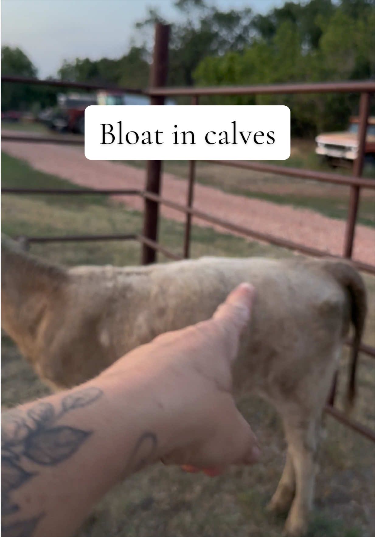 @Hayley | Crooked Creek Farms