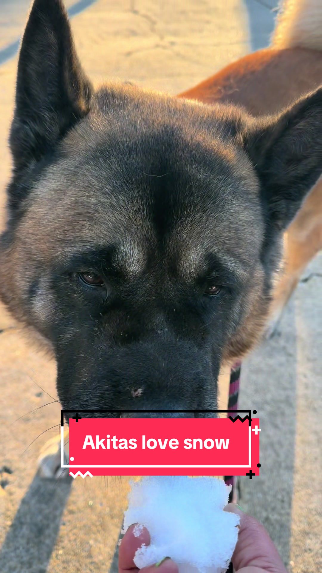 @Akita Brothers