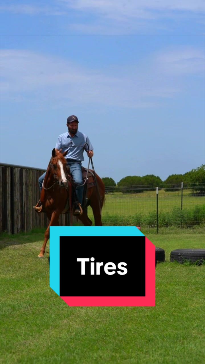 @WS Horses