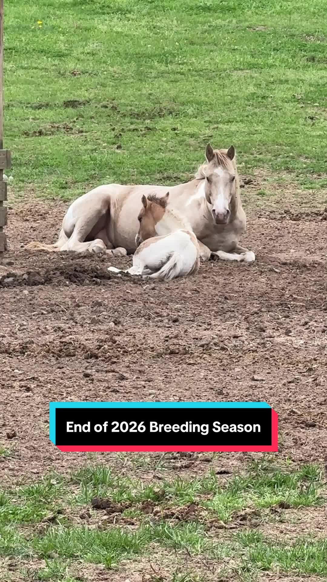 @ThePaintedAcresRanch