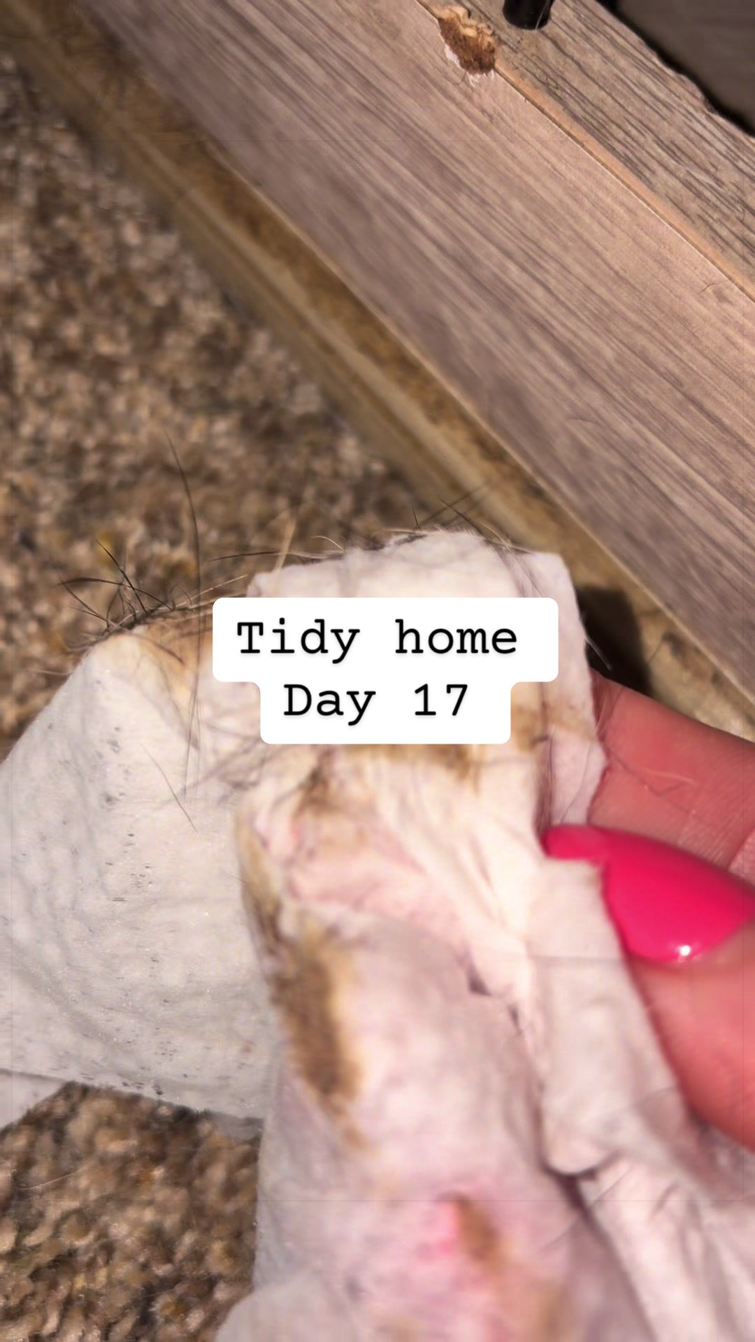 @Tidy_Tabitha