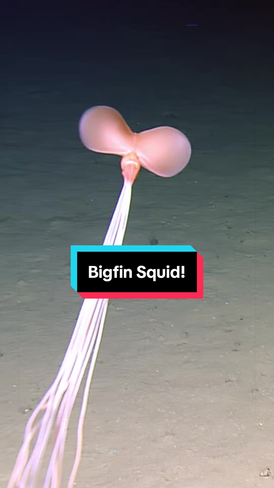 @Ocean Exploration Trust