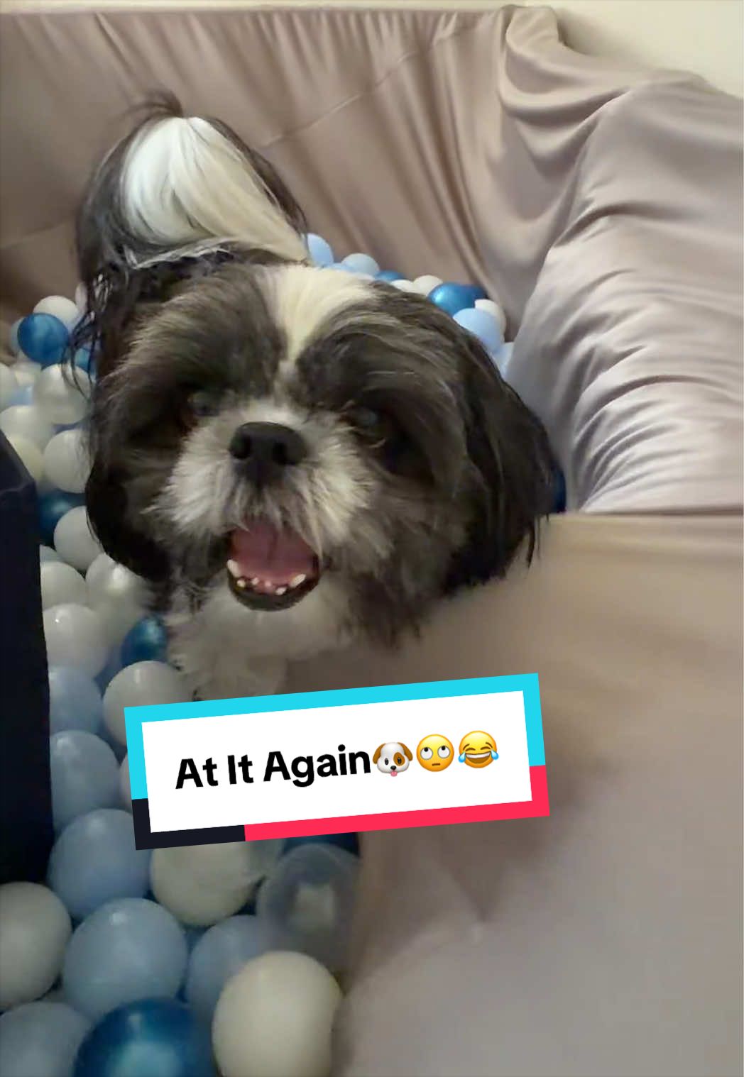 @livinlifewithsugieandsonny