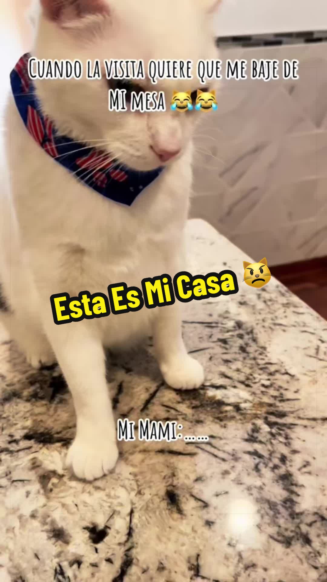 @🦖 MEOWassic CAT😺