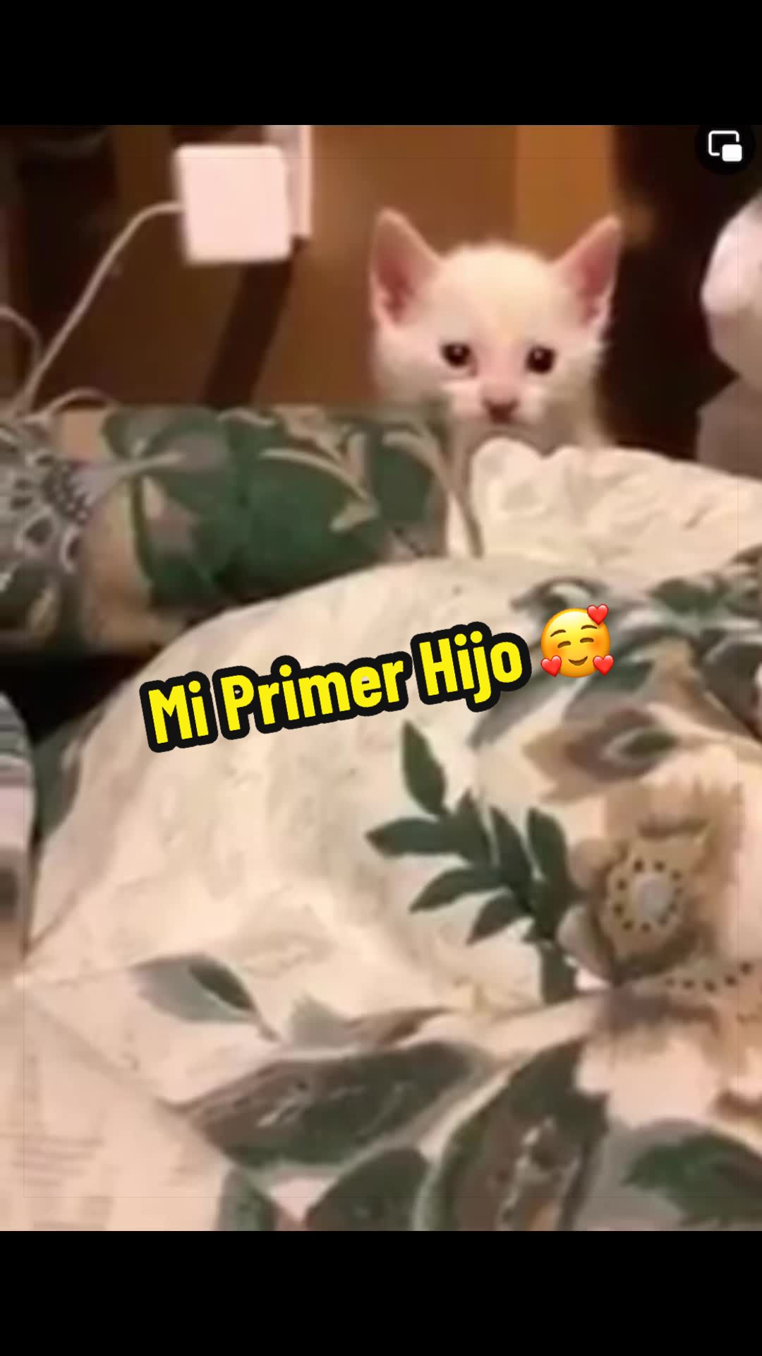 @🦖 MEOWassic CAT😺