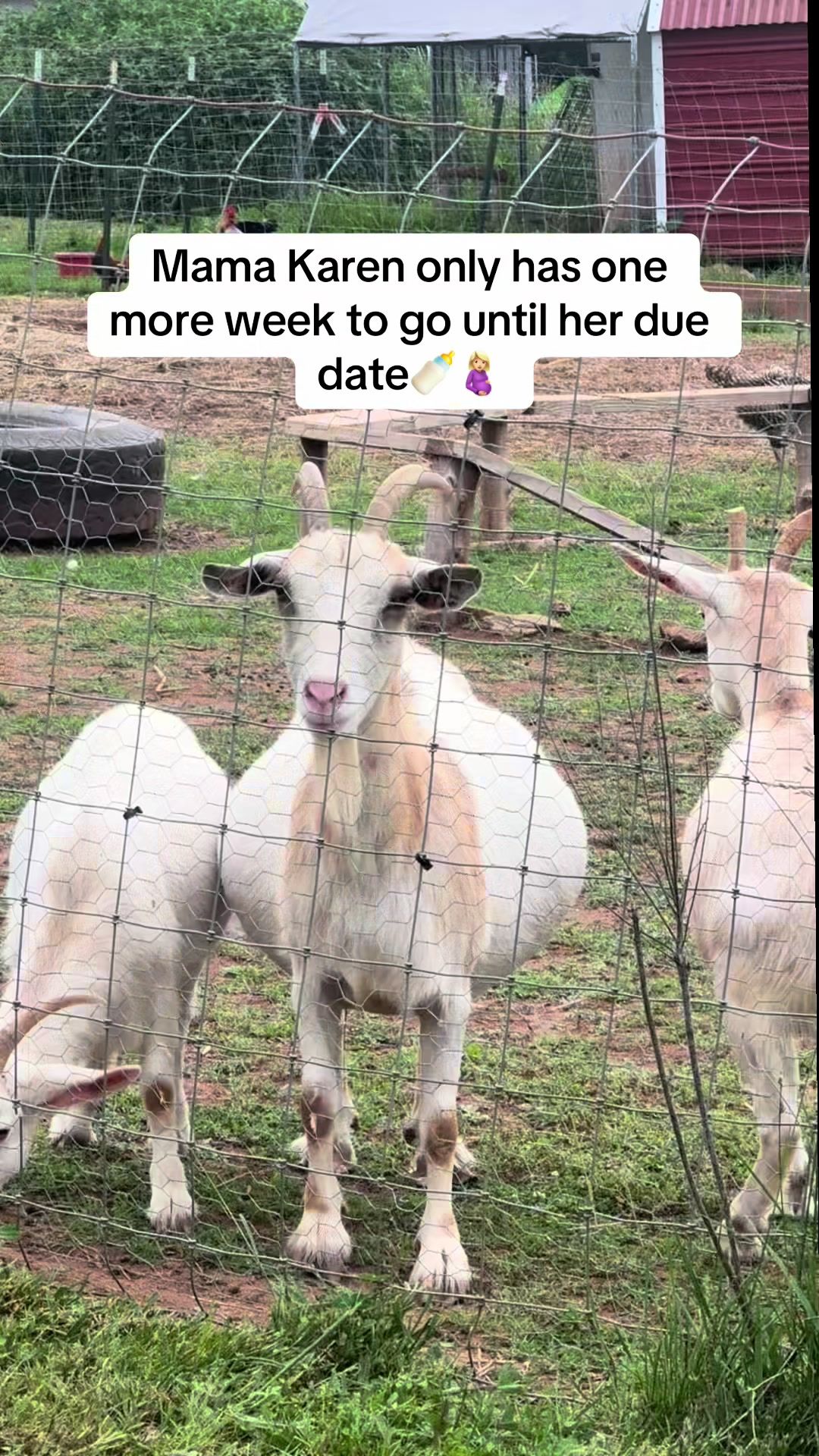 @Momma Tay🐐🐓👩🏼&zwj;🌾💕