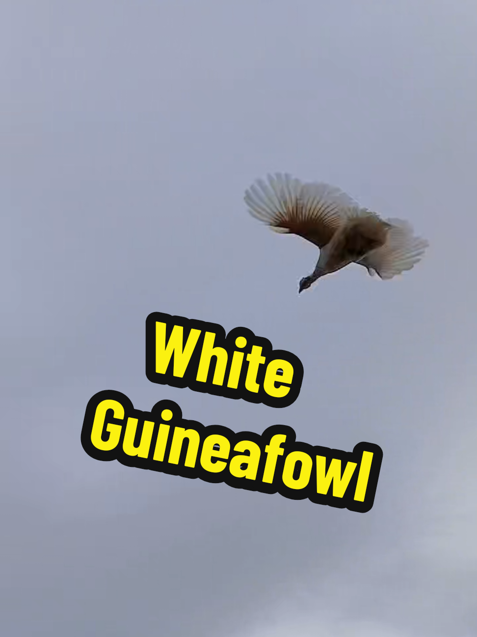 @Tony Alabama