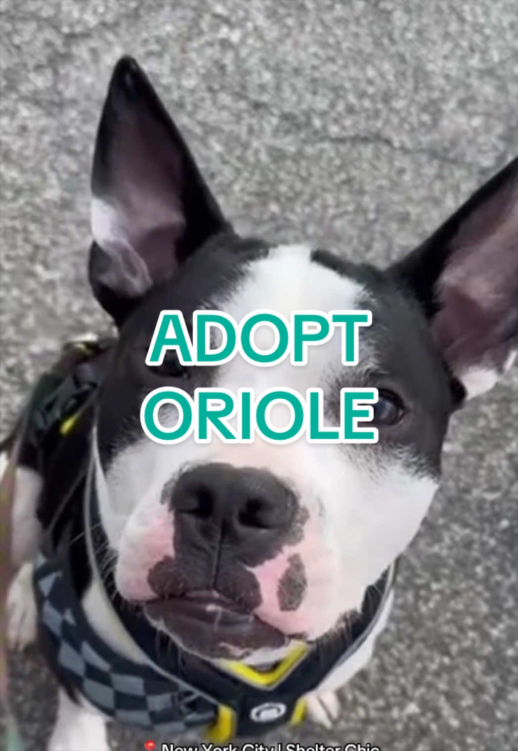@Adopt a Pet