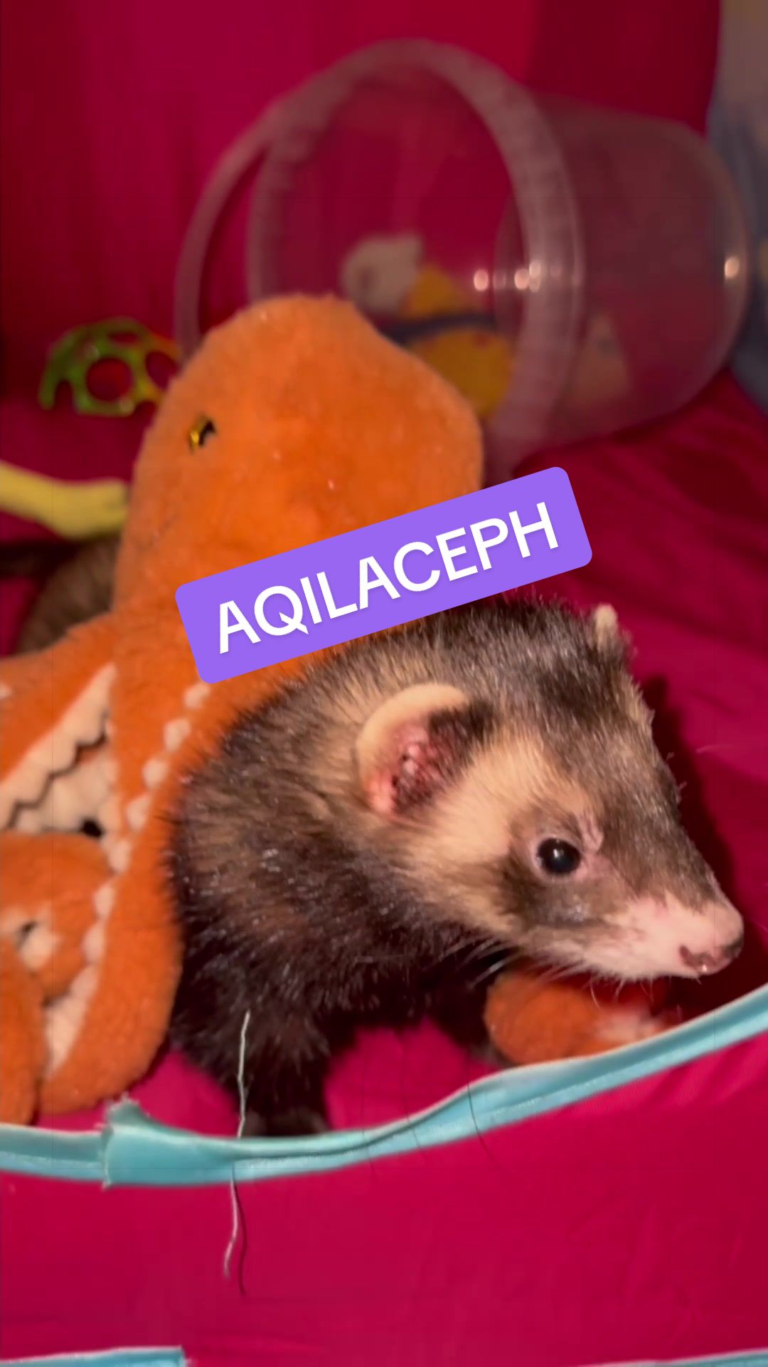 @Veritologic