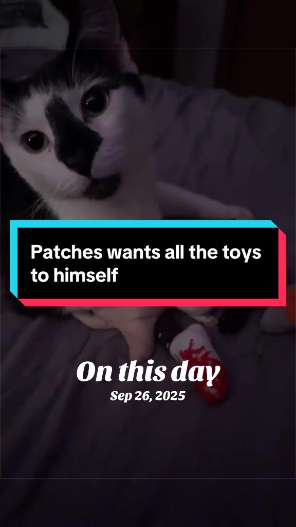 @catlover313official
