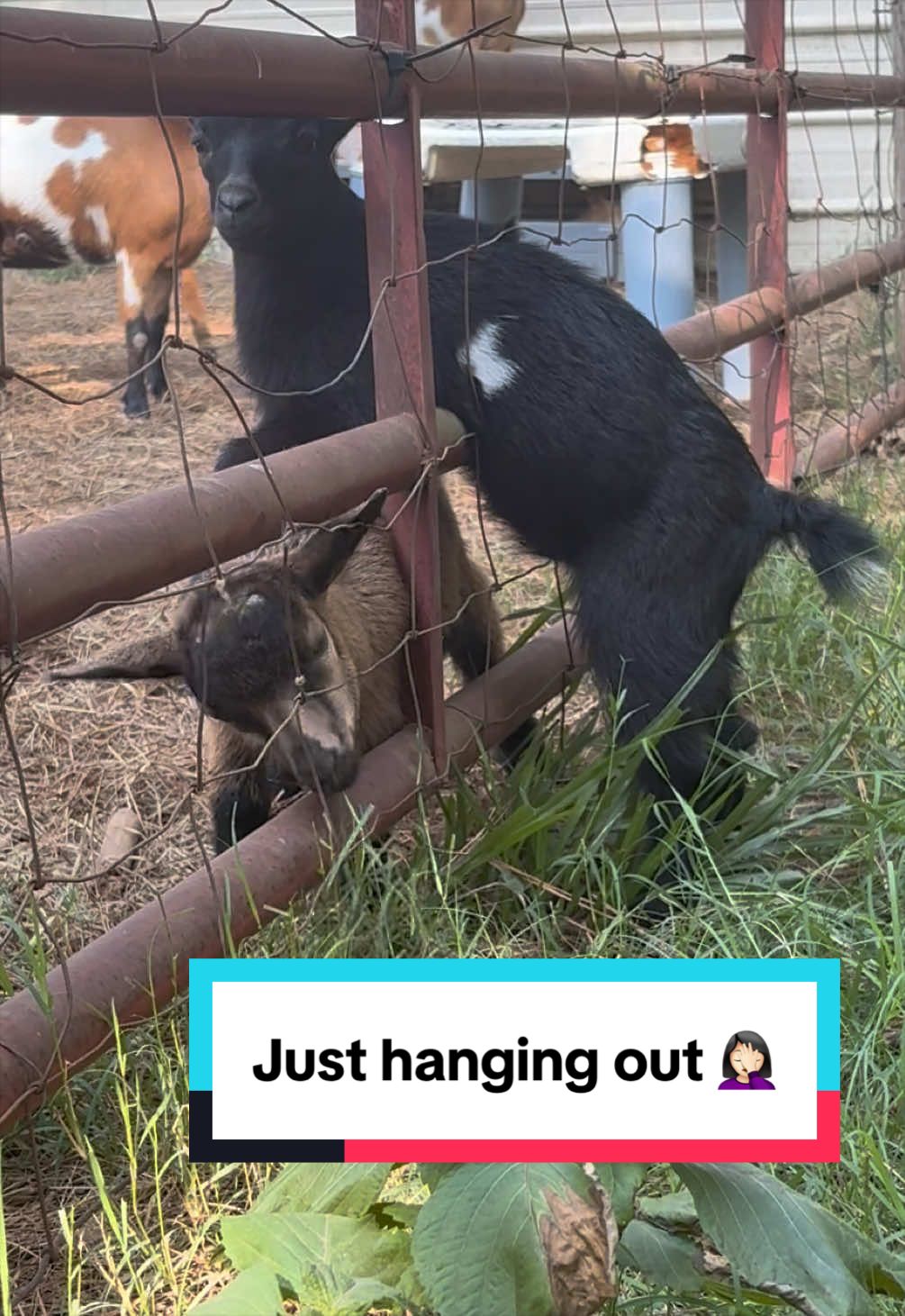 @Sierra_TSWFarms - 🐐🥛🐝