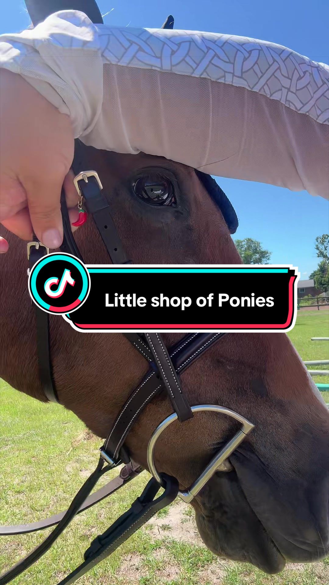 @MindsetEquestrian