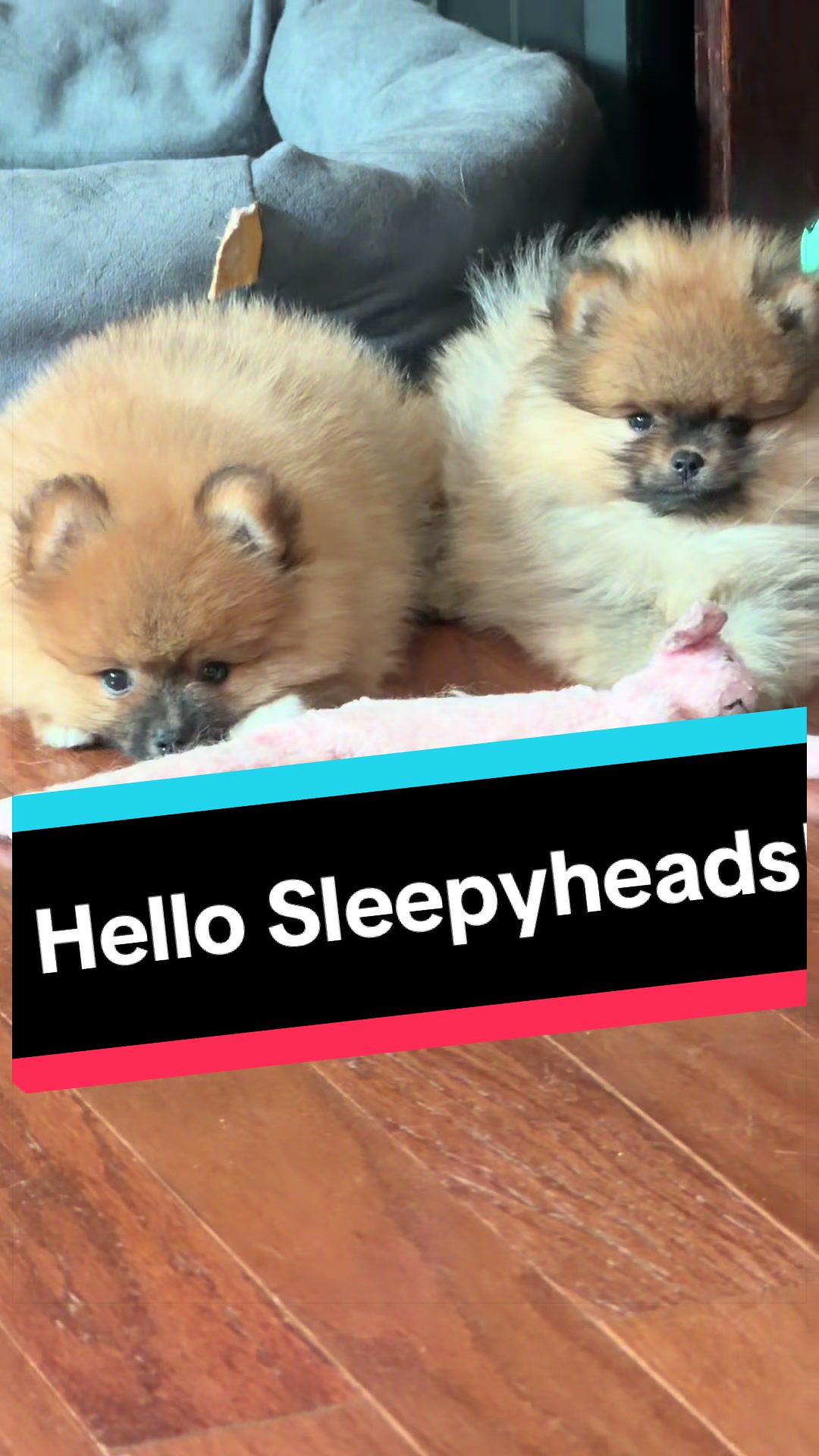 @blessedlittlepaw