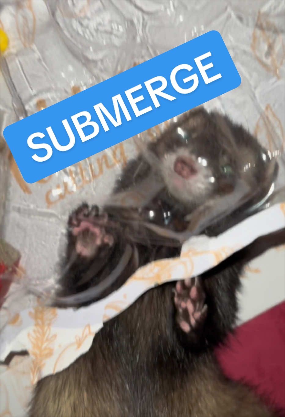 @Veritologic