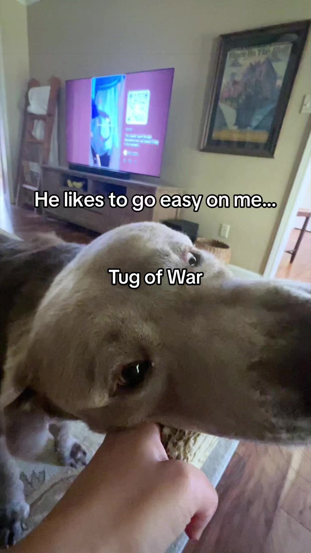 @Hank the Tank | Silver Lab 🩶